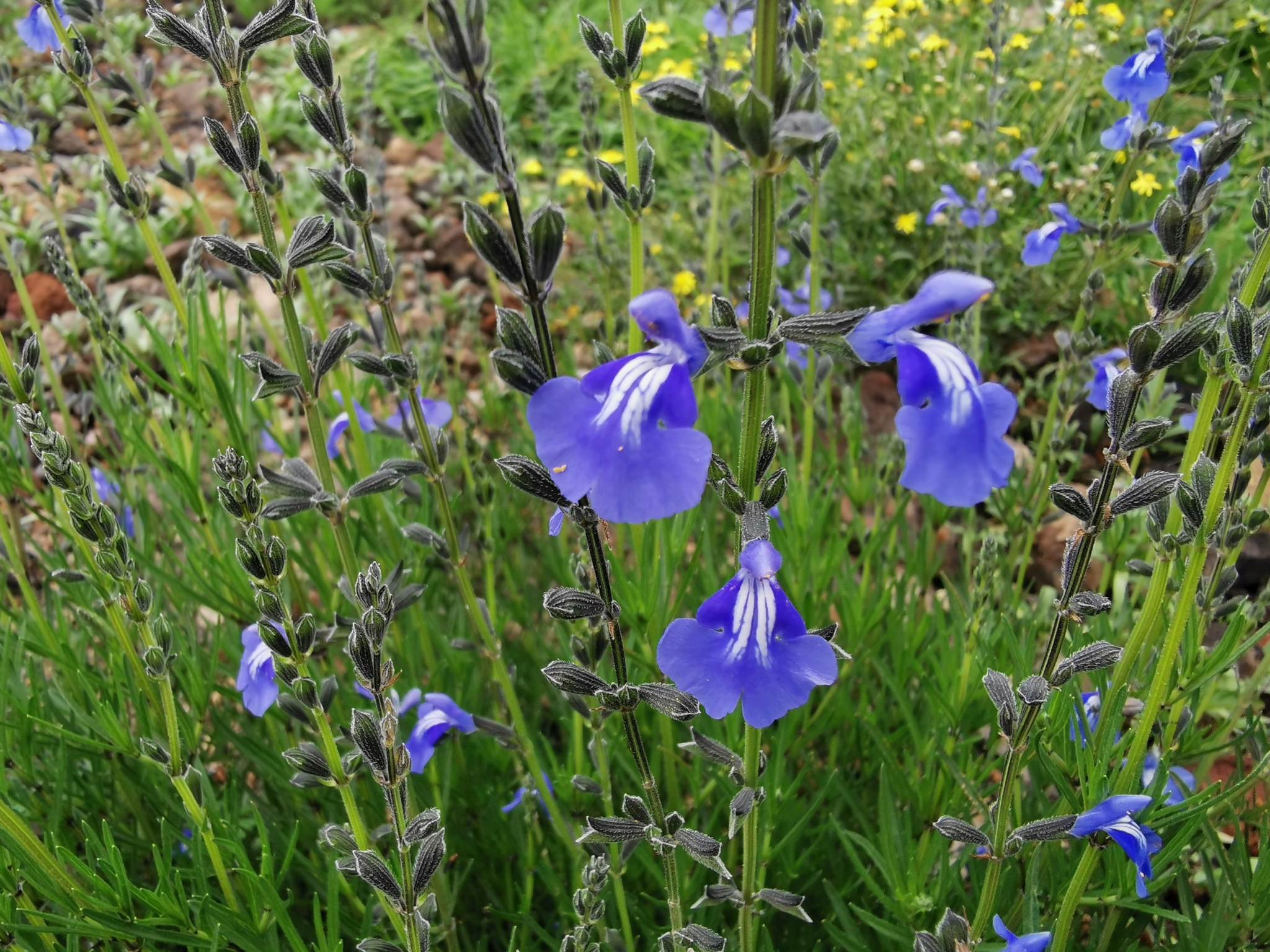 Salvia reptans